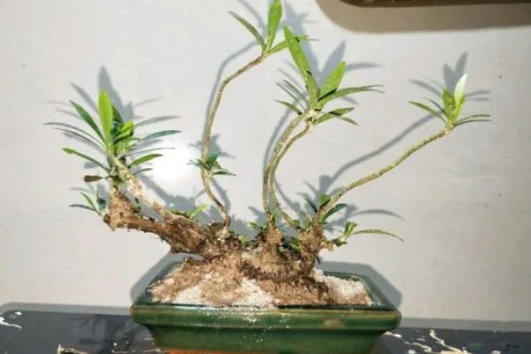 水横枝怎么养殖,春秋季节每隔2天浇一次水