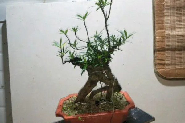 水横枝怎么养殖,春秋季节每隔2天浇一次水