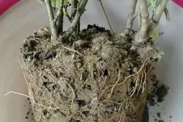水横枝怎么养殖,春秋季节每隔2天浇一次水