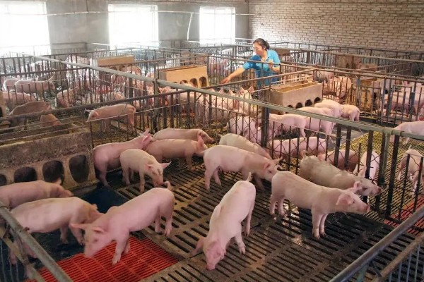 什么叫料肉比，指猪体重每增加一公斤所消耗的饲料用量