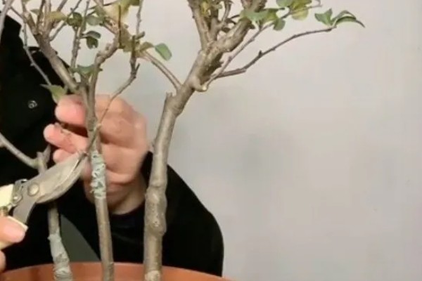 水横枝怎么养殖,春秋季节每隔2天浇一次水