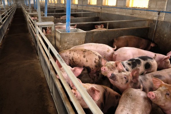 什么叫料肉比，指猪体重每增加一公斤所消耗的饲料用量
