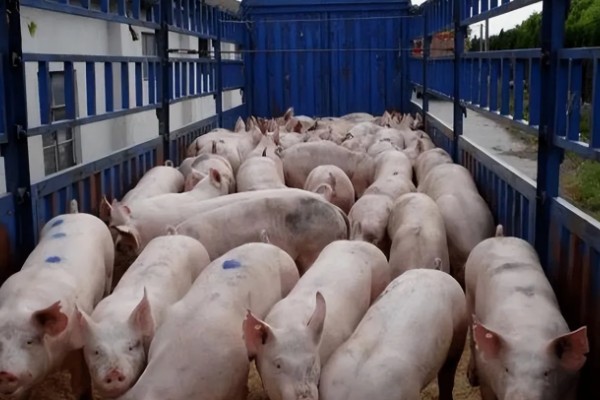 什么叫料肉比，指猪体重每增加一公斤所消耗的饲料用量