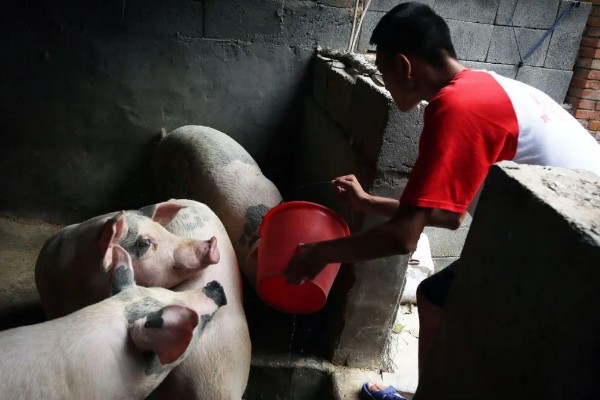 什么叫料肉比，指猪体重每增加一公斤所消耗的饲料用量
