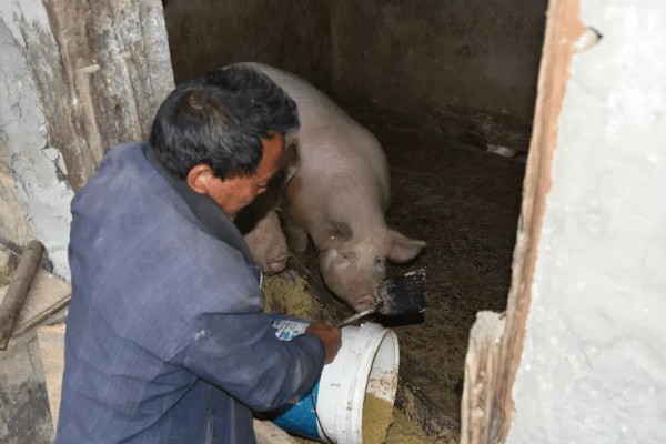 什么叫料肉比，指猪体重每增加一公斤所消耗的饲料用量