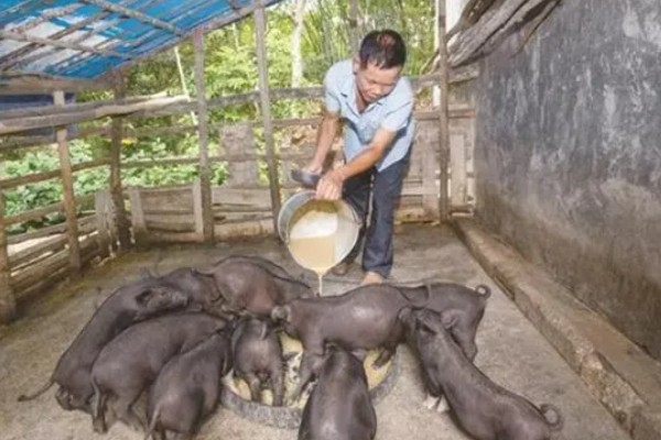 什么叫料肉比，指猪体重每增加一公斤所消耗的饲料用量