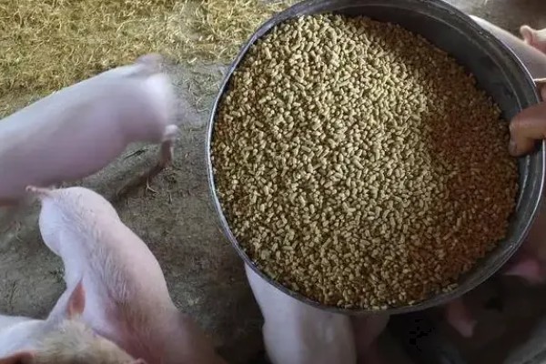 什么叫料肉比，指猪体重每增加一公斤所消耗的饲料用量