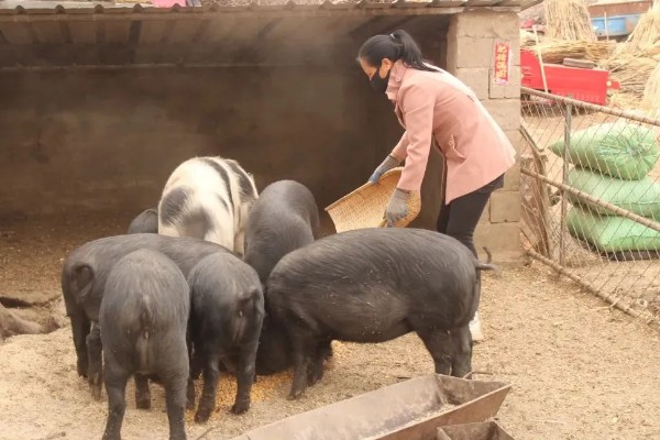 什么叫料肉比，指猪体重每增加一公斤所消耗的饲料用量
