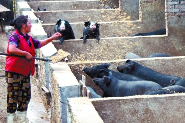 什么叫料肉比，指猪体重每增加一公斤所消耗的饲料用量