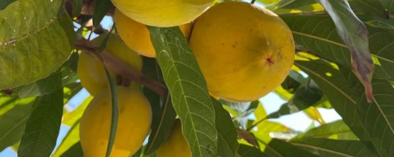 鸡蛋果树的种植方法，一年四季都可进行栽种