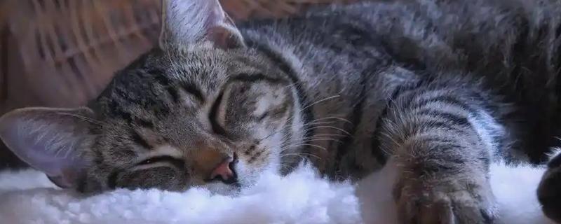 猫咪肾病怎么治疗，平时要诱导它多喝水