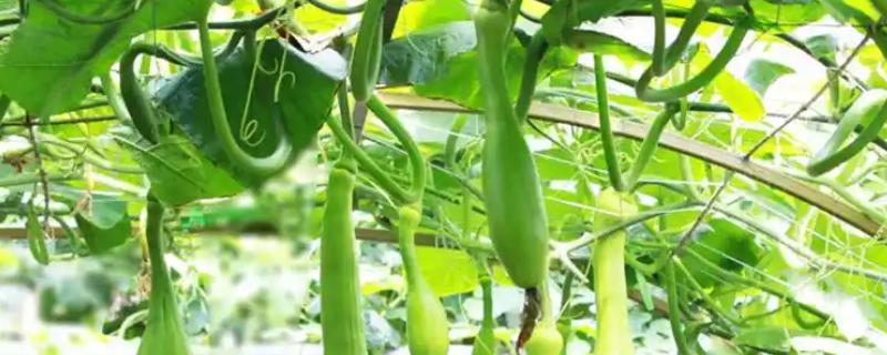 砍瓜的上市时间，在6-10月份上市