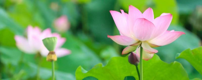 莲花的开放时间，花期为6-9月份