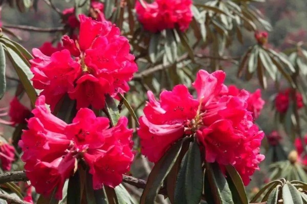 杜鹃花的品种有哪些,可分为春鹃、春夏鹃、夏鹃等