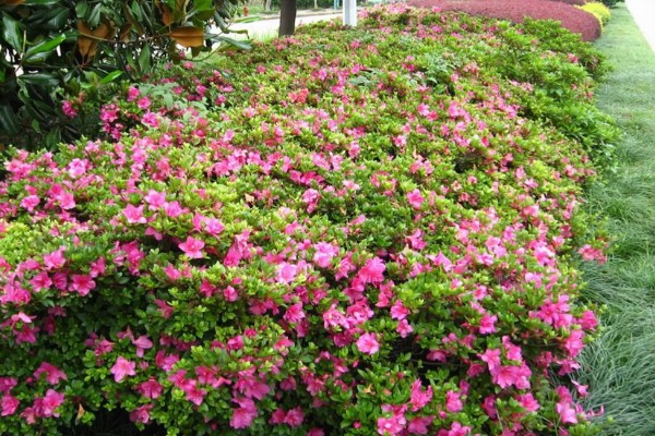 杜鹃花的品种有哪些,可分为春鹃、春夏鹃、夏鹃等