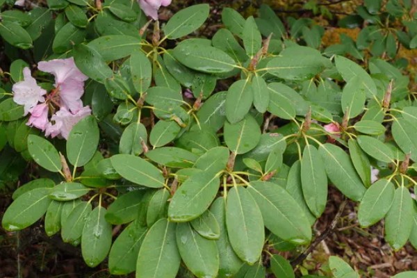 杜鹃花的品种有哪些,可分为春鹃、春夏鹃、夏鹃等