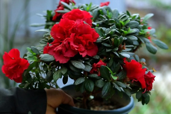 杜鹃花的品种有哪些,可分为春鹃、春夏鹃、夏鹃等