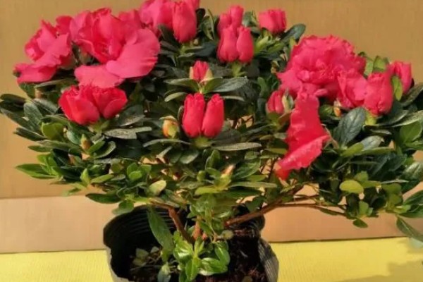 杜鹃花的品种有哪些,可分为春鹃、春夏鹃、夏鹃等