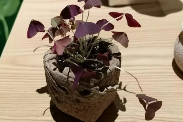 紫叶酢浆草如何养护,生长期间要保持盆土湿润