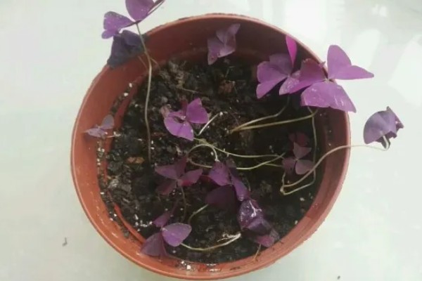 紫叶酢浆草如何养护,生长期间要保持盆土湿润