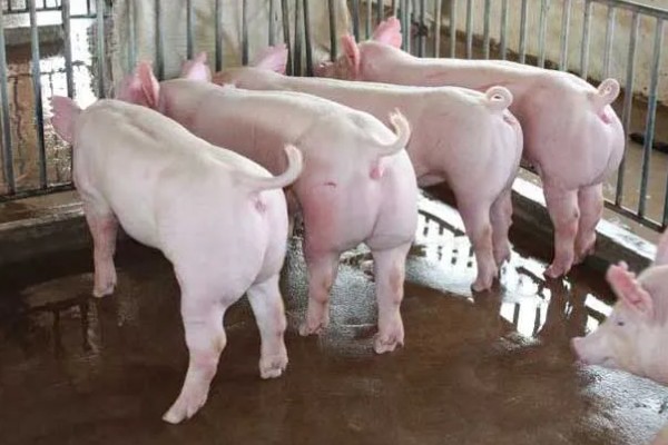 二元猪的简介，是两个不同品种的猪杂交后产下的后代