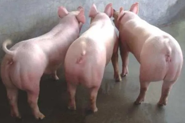 二元猪的简介，是两个不同品种的猪杂交后产下的后代