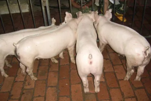 二元猪的简介，是两个不同品种的猪杂交后产下的后代