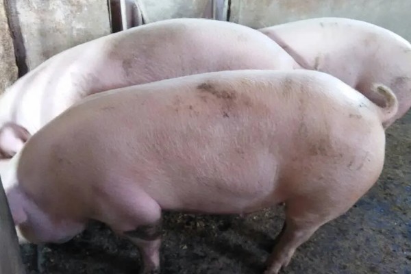 二元猪的简介，是两个不同品种的猪杂交后产下的后代