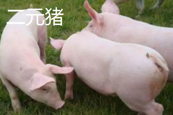 二元猪的简介，是两个不同品种的猪杂交后产下的后代