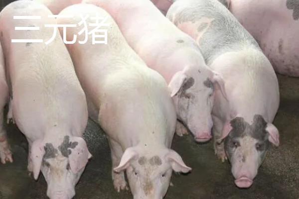 二元猪的简介，是两个不同品种的猪杂交后产下的后代