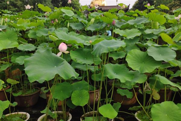 荷花的种植方法,种子发芽后插入淤泥中