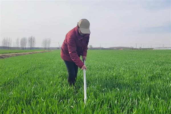 小麦如何种植与管理,可以采取播种的方式种植
