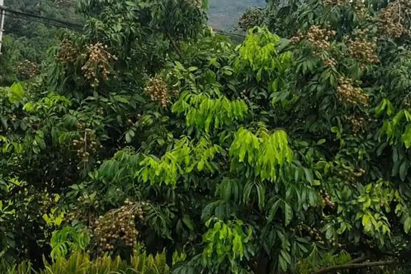 龙眼的种植技术，挑选优质苗种植
