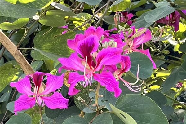 哪些树会在春季开花,常见梨树、李树、木槿树等品种