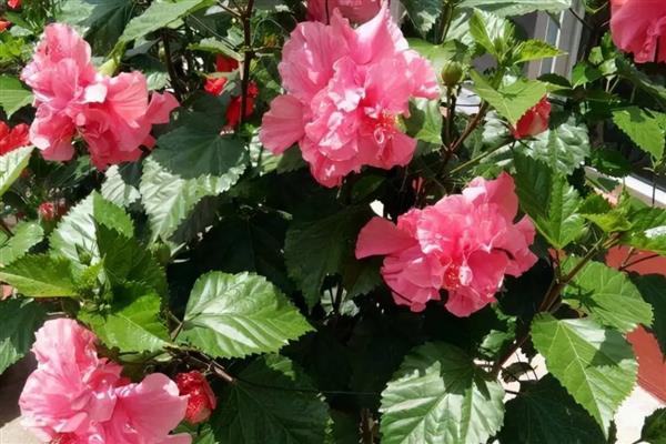 哪些树会在春季开花,常见梨树、李树、木槿树等品种
