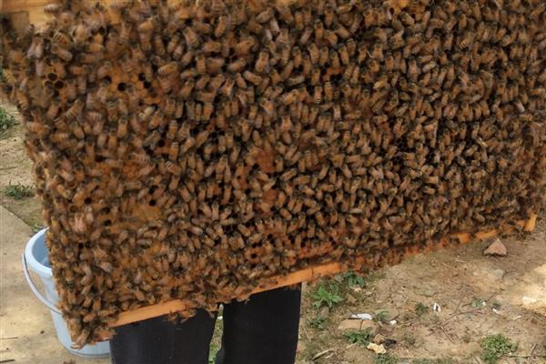 意蜂夏天要关王吗，需根据实际情况做决定