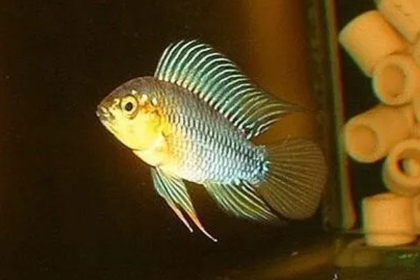 金头短鲷好不好养，饲养起来并不困难