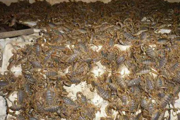 养蝎子要投资多少，饲料成本每斤3元左右