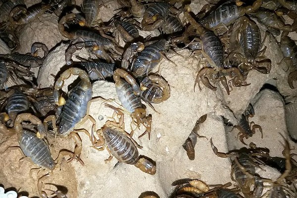 养蝎子要投资多少，饲料成本每斤3元左右