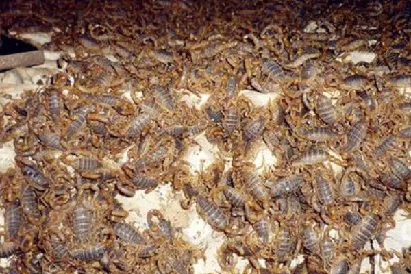 养蝎子要投资多少，饲料成本每斤3元左右