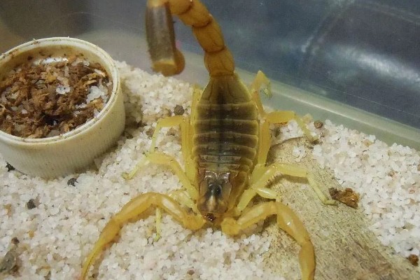 养蝎子要投资多少，饲料成本每斤3元左右