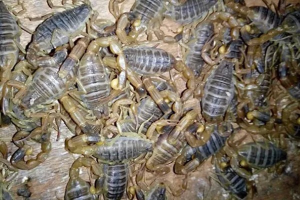 养蝎子要投资多少，饲料成本每斤3元左右