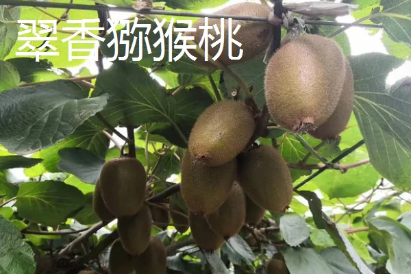翠香猕猴桃和徐香猕猴桃有什么区别，产地和形态等方面不同