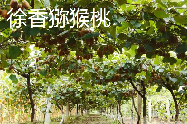 翠香猕猴桃和徐香猕猴桃有什么区别，产地和形态等方面不同