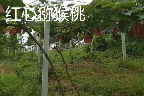 翠香猕猴桃和徐香猕猴桃有什么区别，产地和形态等方面不同