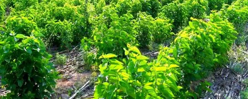 天麻的种植时间，11月份到次年的5月份都可以种