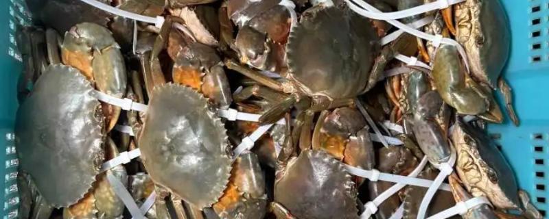 青蟹和梭子蟹的区别，前者是青蟹属、后者是梭子蟹属