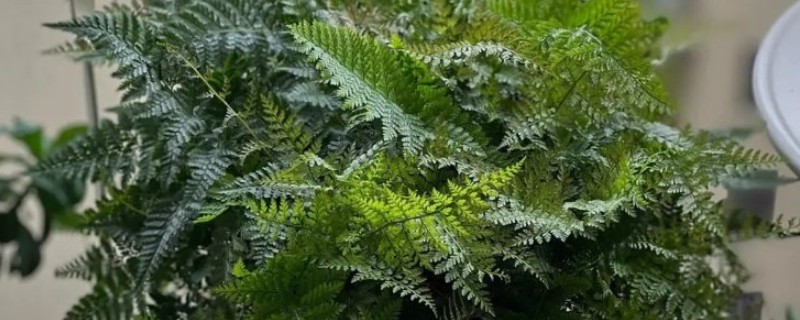 狼尾蕨怎么养殖，生长期间每隔2-3天浇一次水
