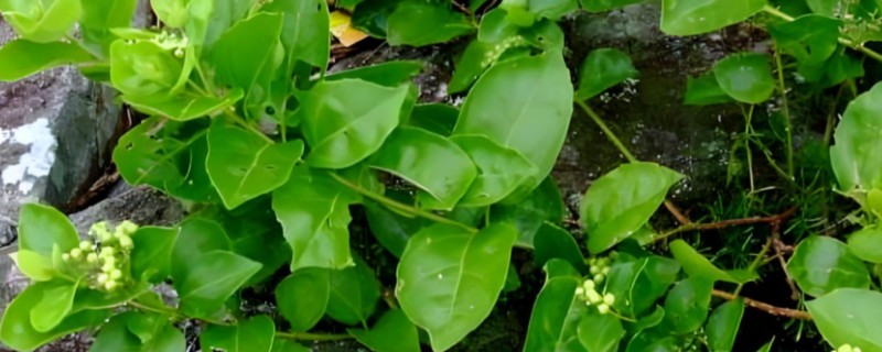 凉粉草的种类，以臭黄荆、木莲果等品种为主
