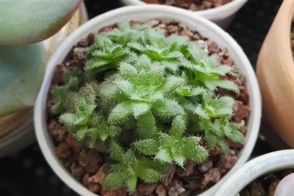 毛海星的繁殖方式，可进行分株繁殖